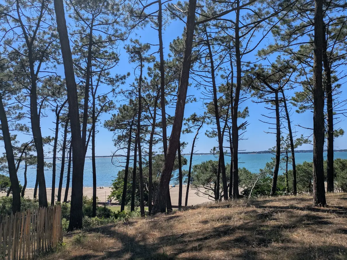 Vue du bassin d’Arcachon à travers les pins près d’un spot de kitesurf